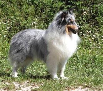 Pastore shetland il piccolo lassie in miniatura 