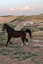 Pony