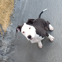 Pit bull ukc black nouse