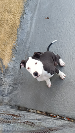 Pit bull ukc black nouse