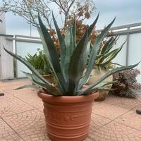 PIANTA DI AGAVE