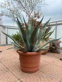 PIANTA DI AGAVE