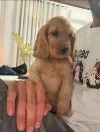 Cocker spaniel