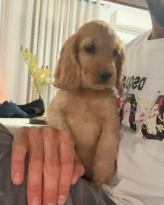 Cocker spaniel
