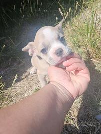 Bulldog Francese 2