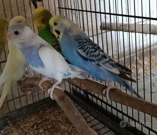 Pappagalli cocoriti blocco e singoli
