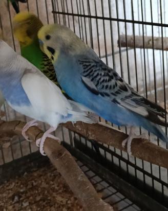 Pappagalli cocoriti blocco e singoli