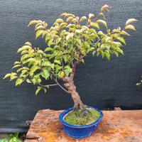 Bonsai / prebonsai di Prunus mume H. 50