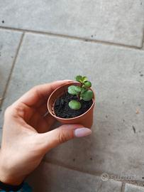 talee di Crassula afra 