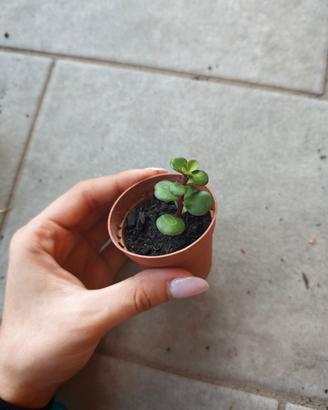 talee di Crassula afra 