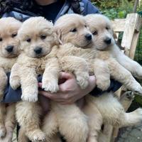 Golden retriever cuccioli