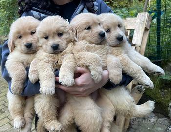 Golden retriever cuccioli