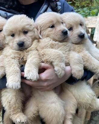 Golden retriever cuccioli