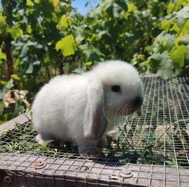 Conigli minilop