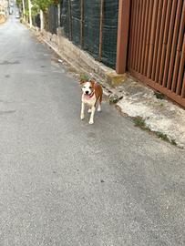 Amstaff