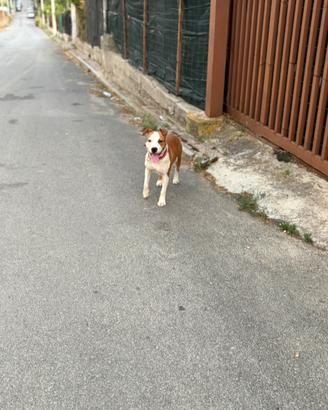 Amstaff