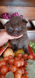 Scottish fold è straight 