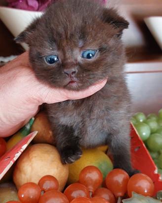 Scottish fold è straight 