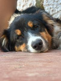 Ultima cucciola pastore australiano con pedigree