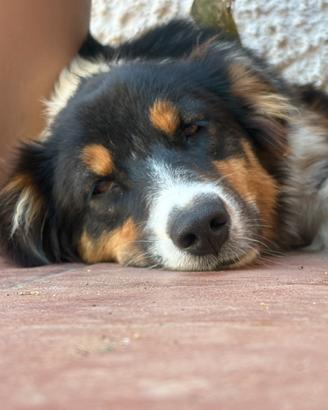 Ultima cucciola pastore australiano con pedigree