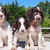 Cuccioli di Springer spaniel