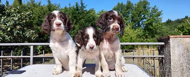 Cuccioli di Springer spaniel