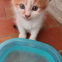 Gattini