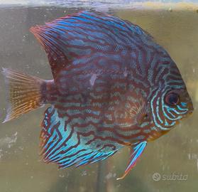 Discus