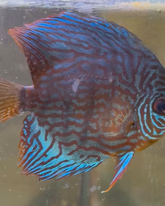 Discus