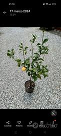 Piante di limone