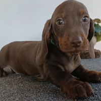 Cucciolo Bassotto tedesco Pedigree Enci