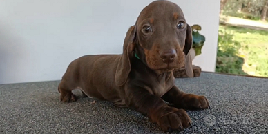 Cucciolo Bassotto tedesco Pedigree Enci