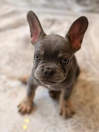 Bulldog francese cuccioli