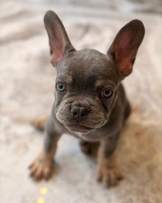Bulldog francese cuccioli