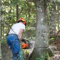 Abbattimento piante giardinaggio disboscamento