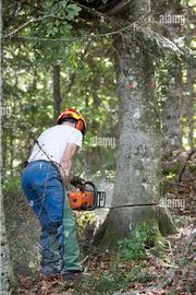 Abbattimento piante giardinaggio disboscamento