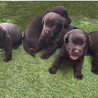 Cuccioli Labrador Chocolate con pedigree