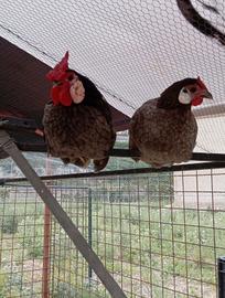 Galletti bantam