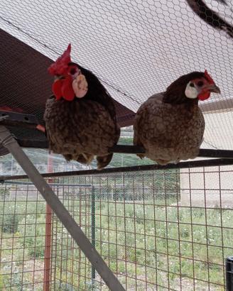Galletti bantam