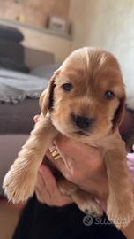 Cuccioli cocker spaniel