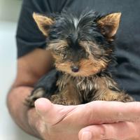 Yorkshire Terrier black and tan mini mini toy