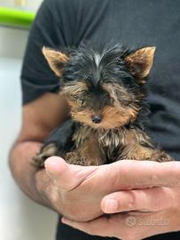 Yorkshire Terrier black and tan mini mini toy