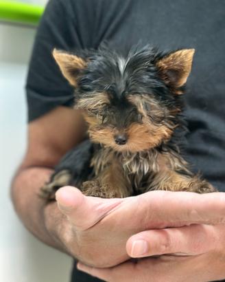 Yorkshire Terrier black and tan mini mini toy