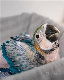 Baby Ara Ararauna in 4 Rate