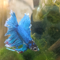 Pesce combattente-Betta splendens