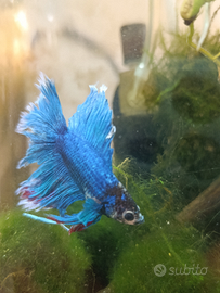 Pesce combattente-Betta splendens