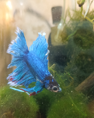 Pesce combattente-Betta splendens