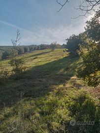 Terreno agricolo