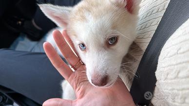 Cucciolo di 2 mesi husky