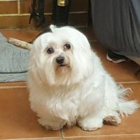 Cuccioli di maltese